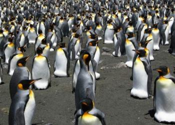 Самая большая в мире колония королевских пингвинов за 35 лет сократилась почти на 90%