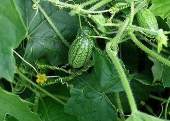 Фермер из Первомайска выращивает «арбузы» со вкусом огурца