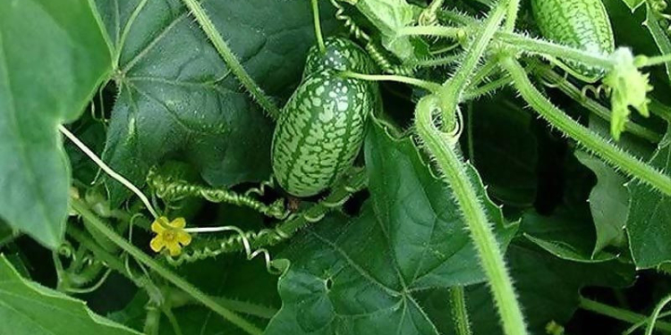 Фермер из Первомайска выращивает «арбузы» со вкусом огурца