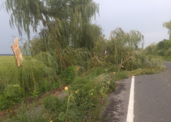 Шторм зацепил Николаевскую область – ветер валил деревья на дороги