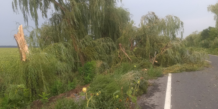 Шторм зацепил Николаевскую область – ветер валил деревья на дороги