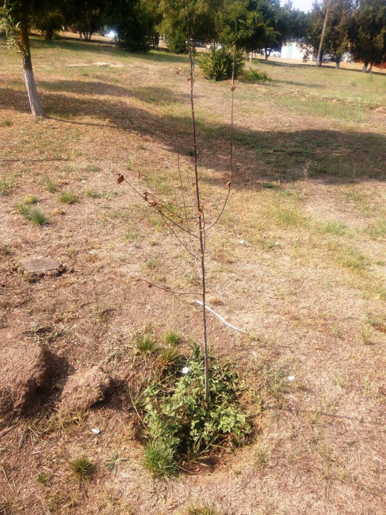 В Коблево по недосмотру сотрудников сельсовета погибли все растения, посаженные благотворительным фондом 5