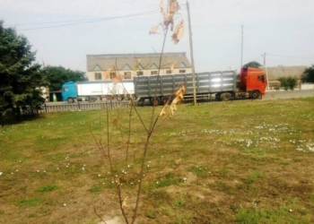 В Коблево по недосмотру сотрудников сельсовета погибли все растения, посаженные благотворительным фондом
