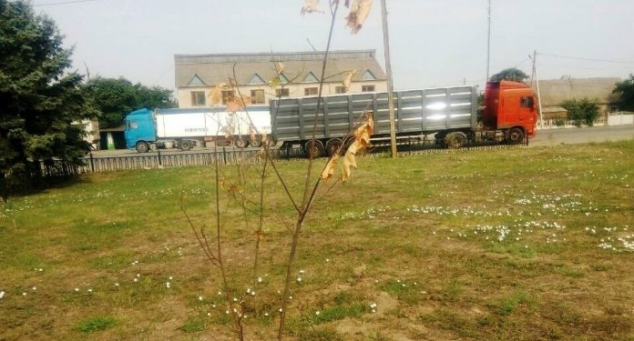 В Коблево по недосмотру сотрудников сельсовета погибли все растения, посаженные благотворительным фондом