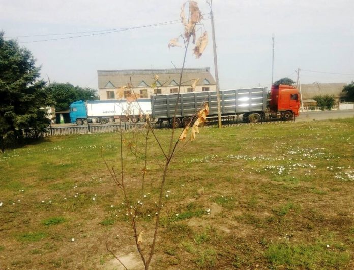 В Коблево по недосмотру сотрудников сельсовета погибли все растения, посаженные благотворительным фондом 1