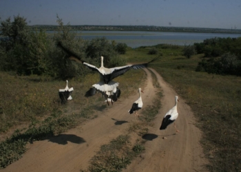 Николаевский зоопарк пытался выпустить принесенных жителями аистов в природу. Но не тут-то было