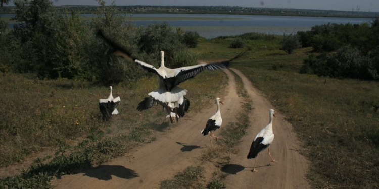 Николаевский зоопарк пытался выпустить принесенных жителями аистов в природу. Но не тут-то было