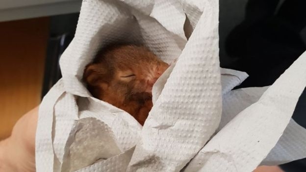 Немецкая полиция спасла мужчину от преследования бельчонка