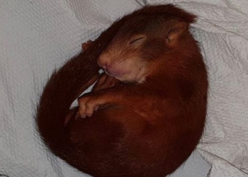 Немецкая полиция спасла мужчину от преследования бельчонка