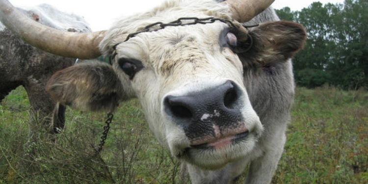 На Николаевщине бешеный бык напал на людей – двое пострадавших прооперированы в больнице