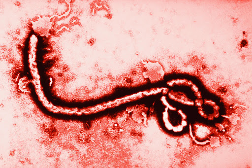 Около 600 случаев заражения вирусом Эбола зафиксированы в Конго 1
