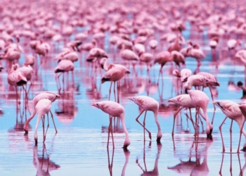 В Испании родилось рекордное число фламинго