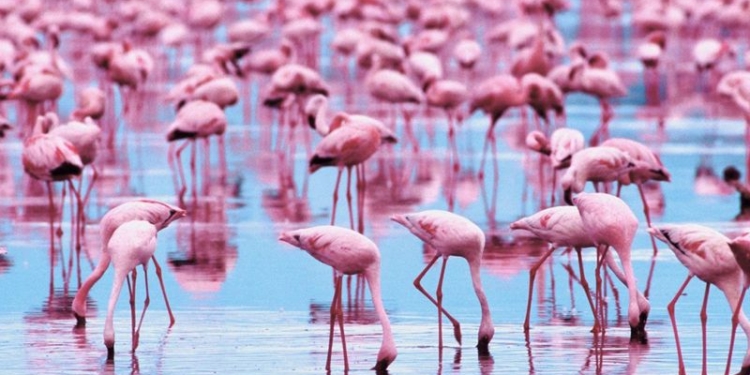 В Испании родилось рекордное число фламинго