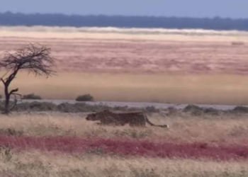 В сеть выложили профессиональные съемки удачной охоты гепарда