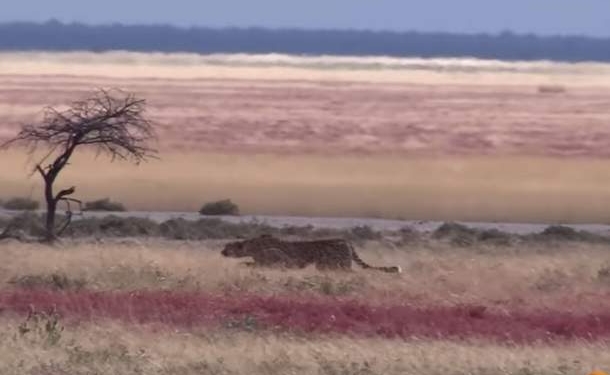 В сеть выложили профессиональные съемки удачной охоты гепарда