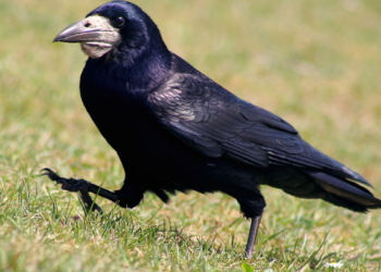 Во Франции рассчитывают, что интеллектуальные  грачи научат туристов убирать за собой