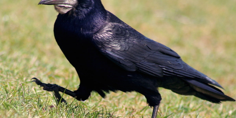 Во Франции рассчитывают, что интеллектуальные  грачи научат туристов убирать за собой