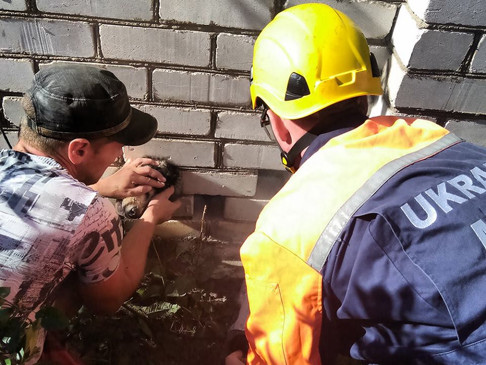 В Николаеве спасателям пришлось выручать слишком любопытную хаски 2