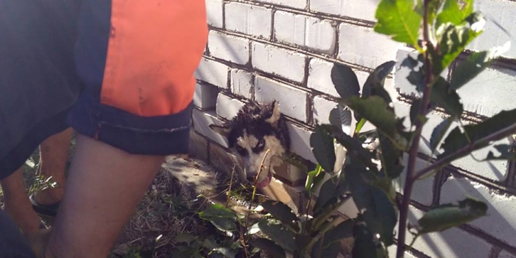 В Николаеве спасателям пришлось выручать слишком любопытную хаски