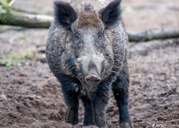 Дания окончательно одобрила забор на границе с Германией