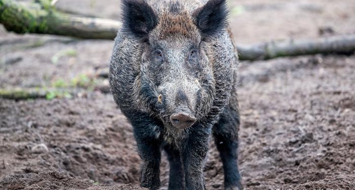 Дания окончательно одобрила забор на границе с Германией