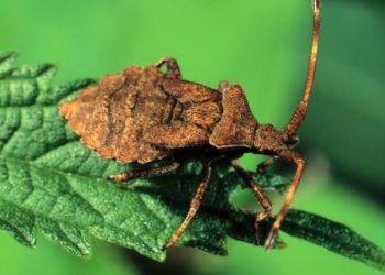 Кара египетская?  В России выпал дождь из клопов