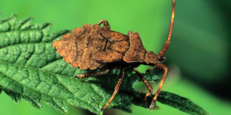 Кара египетская? В России выпал дождь из клопов