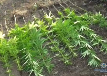 В Еланецком районе полицейские собрали почти 300 кустов конопли, выращенных “для личного пользования”