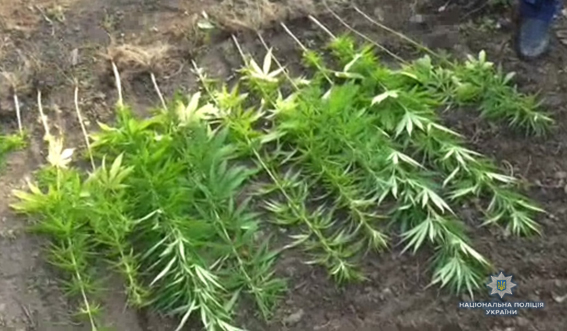 В Еланецком районе полицейские собрали почти 300 кустов конопли, выращенных “для личного пользования”