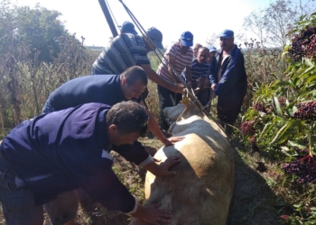 На Николаевщине спасателям пришлось доставать корову из колодца