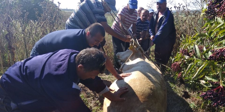 На Николаевщине спасателям пришлось доставать корову из колодца