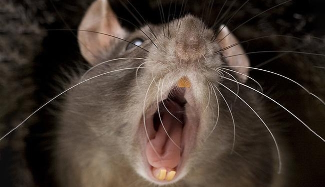 Одесситку в ресторане укусила крыса. А дальше было еще “интереснее”