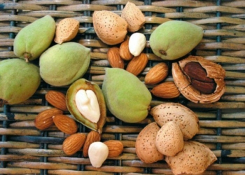 Заменит виноград. Садоводам юга Украины рекомендуют обратить внимание на миндаль