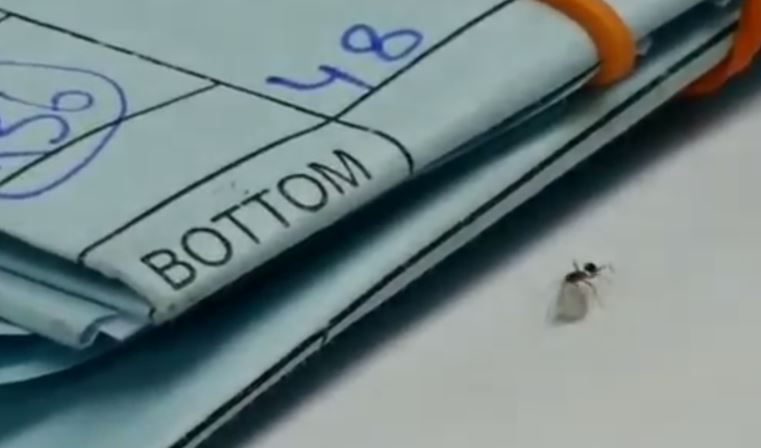 Видео муравья, который тащит украденный бриллиант, вызвало восторг в Интернете 1