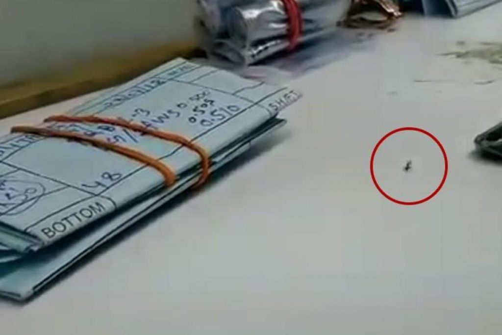 Видео муравья, который тащит украденный бриллиант, вызвало восторг в Интернете 5