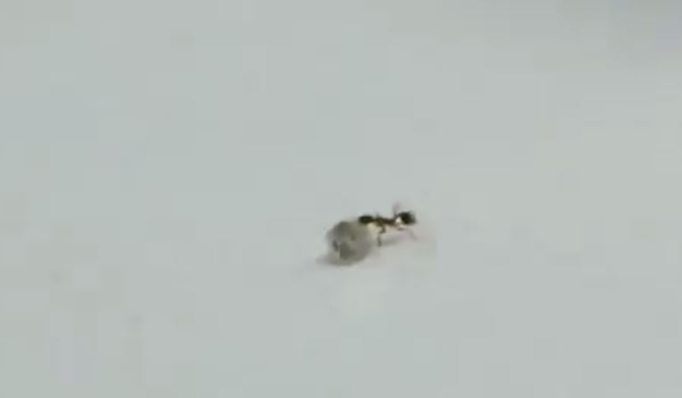 Видео муравья, который тащит украденный бриллиант, вызвало восторг в Интернете 3
