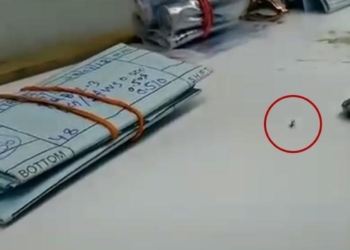 Видео муравья, который тащит украденный бриллиант, вызвало восторг в Интернете