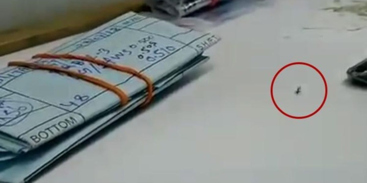 Видео муравья, который тащит украденный бриллиант, вызвало восторг в Интернете