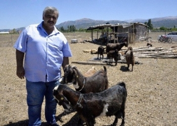 Турецкий клуб распродал 18 футболистов, чтобы купить десять коз