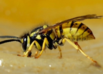 В Германии за убийство осы могут оштрафовать на 65 тыс. евро
