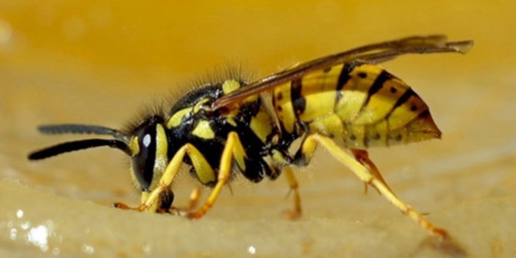 В Германии за убийство осы могут оштрафовать на 65 тыс. евро