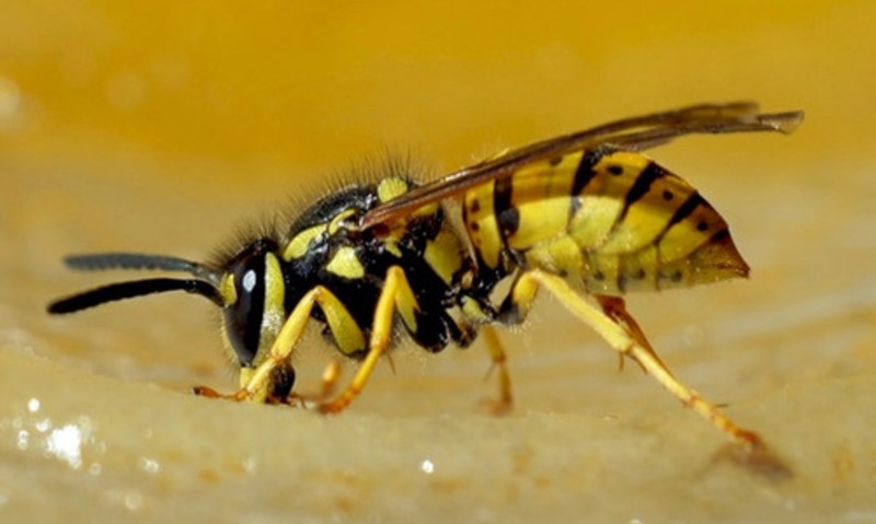В Германии за убийство осы могут оштрафовать на 65 тыс. евро 3