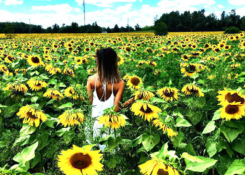 Канадские фермеры пытались заработать на любителях селфи на поле подсолнухов. И горько об этом пожалели