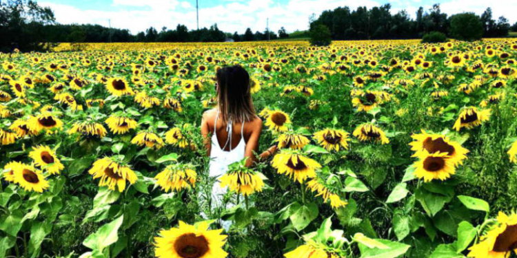 Канадские фермеры пытались заработать на любителях селфи на поле подсолнухов. И горько об этом пожалели