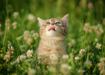 Завтра в Украине без осадков, температура до +33