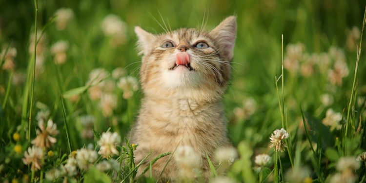 Завтра в Украине без осадков, температура до +33