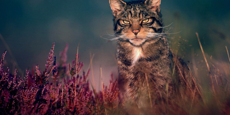 Завтра в Украине без осадков, температура до +33