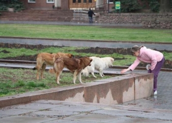 О бездомных собаках в Николаеве: с арифметикой и  без истерики