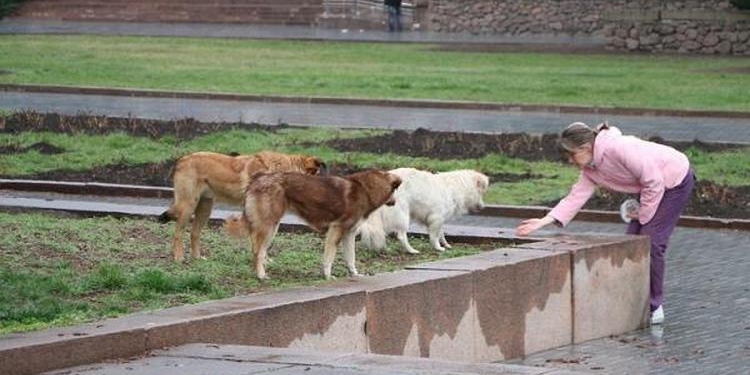 О бездомных собаках в Николаеве: с арифметикой и  без истерики