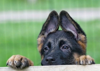 На Николаевщине военнослужащий-контрактник за кражу овчарки заплатит 850 грн. штрафа